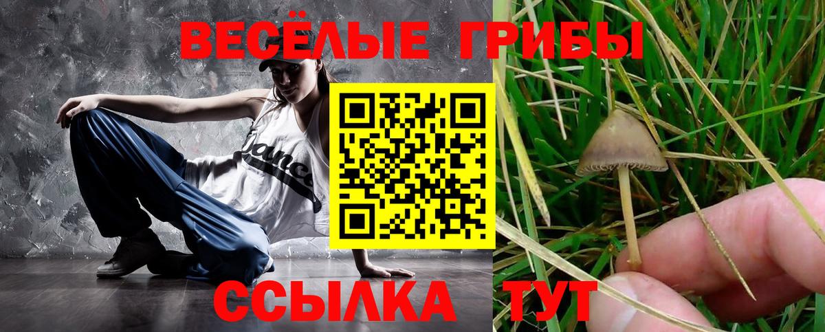 Псилоцибиновые грибы Psilocybe Новочебоксарск